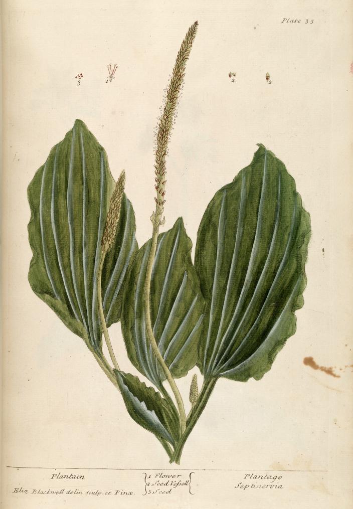 Piirroskuva piharatamosta Elizabeth Blackwellin A Curious Herbal -kasvikirjasta vuodelta 1737.  (Kuva: Turun kaupunginmuseo)