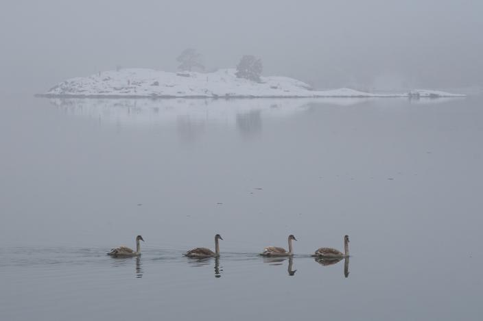 Neljä lintua ui perätysten sumuisena päivänä. Taustalla luminen luoto ja tyyni meri. (Kuva: Ari Kuusela)