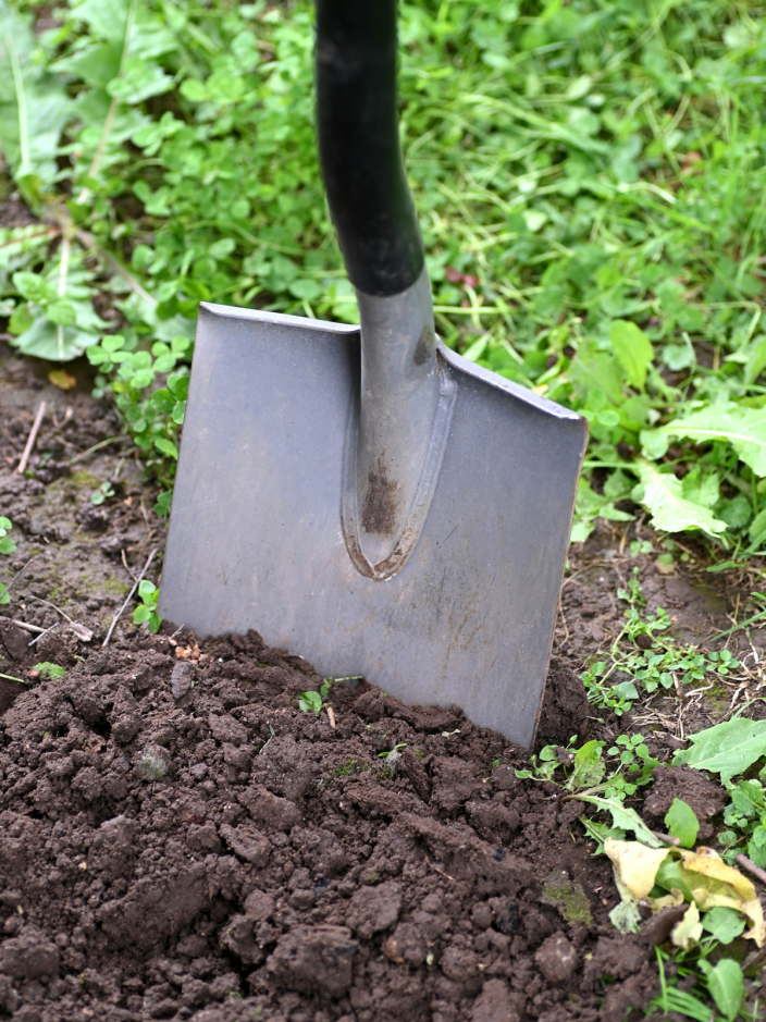 Lapio pystyssä maassa. (Kuva: Andres Siimon / Unsplash)