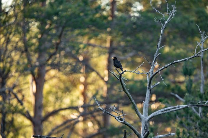Mustarastas laulaa puussa koronakeväänä 2020. (Kuva: Heikki Räisänen)