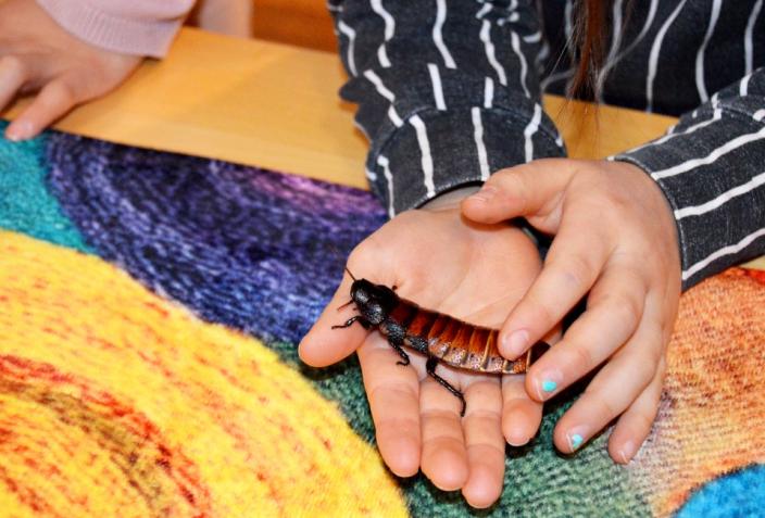 Kuvassa Madagaskarin sihisevä torakka lapsen kädessä. (Kuva: Marja Laanti)