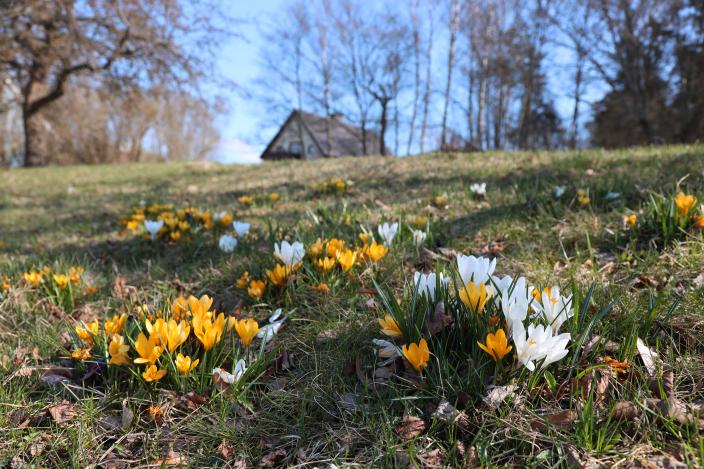 Kuvassa kukkia ja takana omakotitalo (Kuva: Koivisto Matilda)
