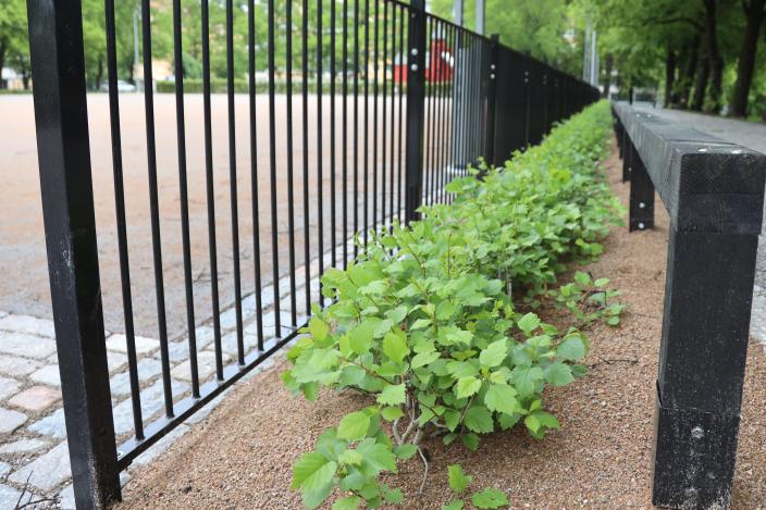 Pensasaidanteiden alla on varpusten hiekkakylpylä. (Kuva: Risto Lahtinen)