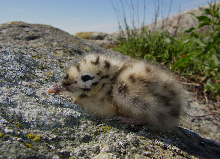 Lokin poikanen oleilee kalliolla. (Kuva: Emma Kosonen)