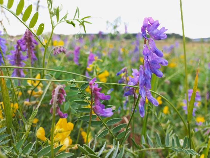 Violetteja ja keltaisia kukkia niityllä.  (Foto: Tarja Marsh )