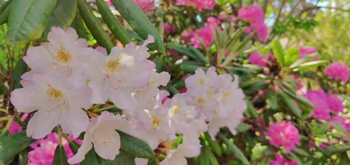 Lähikuvaa kukkaan vaaleanpunaisista ja liloista rhodorendroneista.