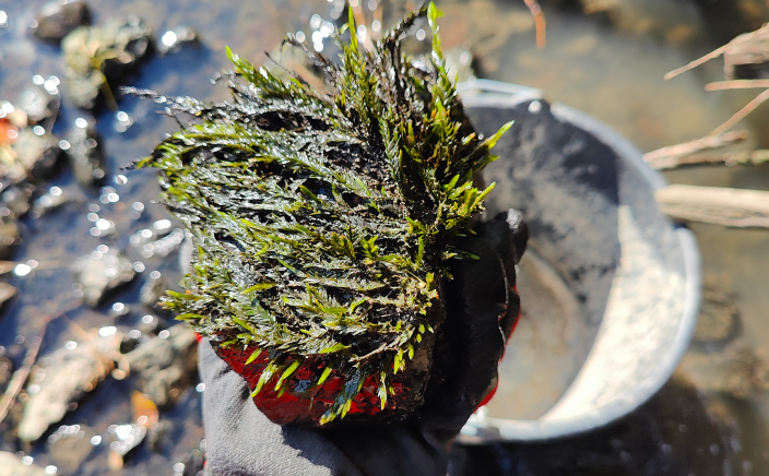 Kämmenellä pala sammalta. Taustalla virtaa sakeaa vettä. (Kuva: Liisa Vainio)