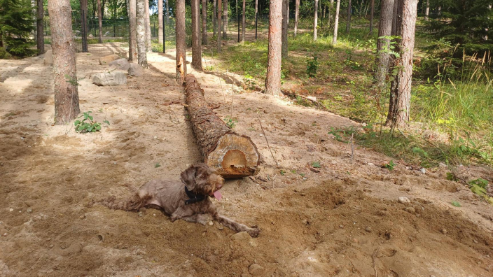 Skanssin biodiversiteettipuiston koira-aitaus. Kuvassa näkyy puistossa oleva ruskea Lagotto Romagnolo-rotuinen koira. (Kuva: Annika Pöyhtäri)