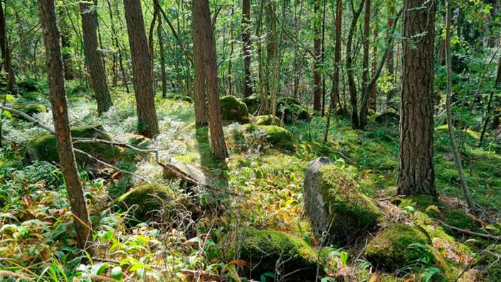 Skanssin biodiversiteettipuistoon liittyvä Skanssin metsäkuva. (Kuva: UBP-hanke)