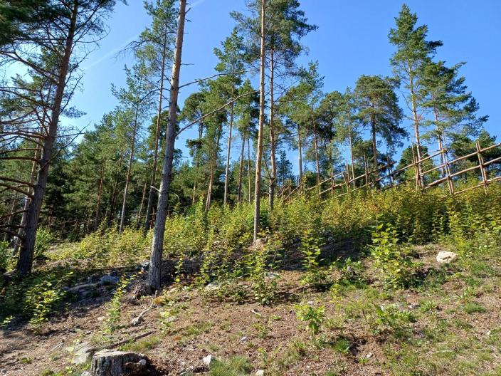 Paahteinen rinne Skanssissa. (Kuva: Annika Pöyhtäri)