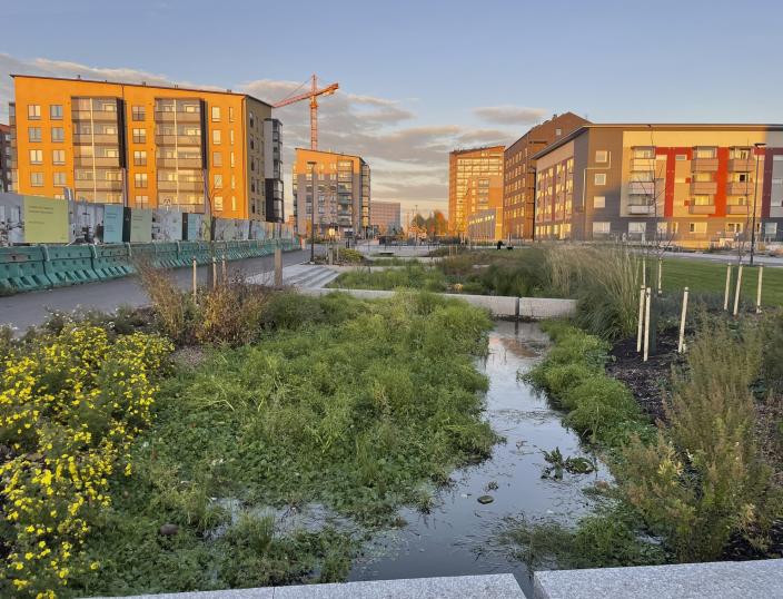 Etualalla kosteikkomainen hulevesipainanne, taustalla kerrostaloja (Kuva: Minna Kivimäki)