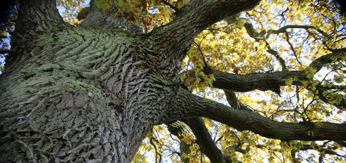 Tammi Ruissalossa (Foto: Outi Santonen)