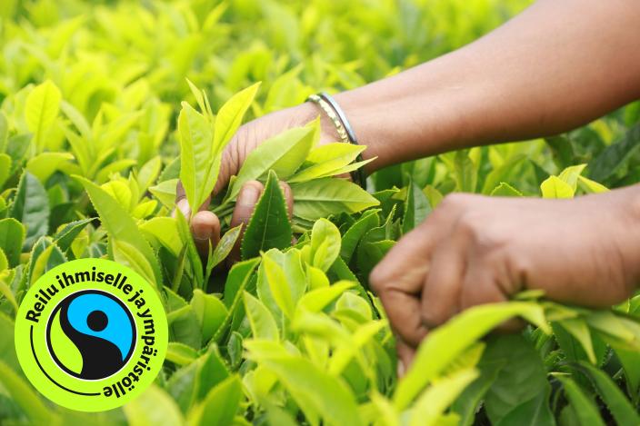 Henkilön kädet poimimassa teelehtiä teeviljelmällä Etelä-Intiassa. (Kuva: Fairtrade Foundation)