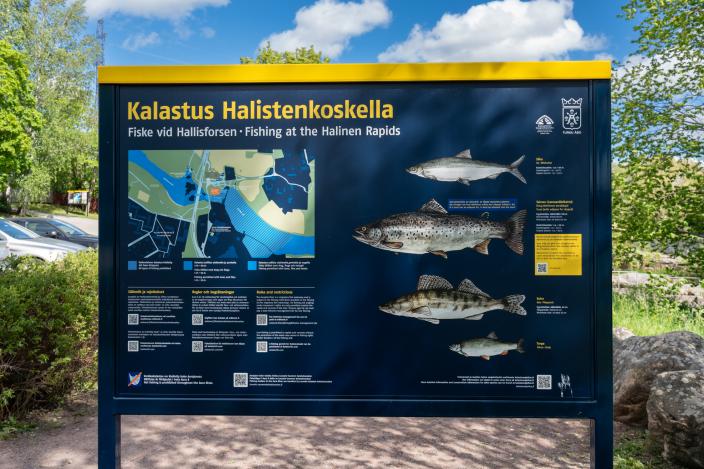 A sign about fishing at Halistenkoski, featuring a map, text, and images of fish. In the background there is summery grass and trees. (Picture: Focus-Video)