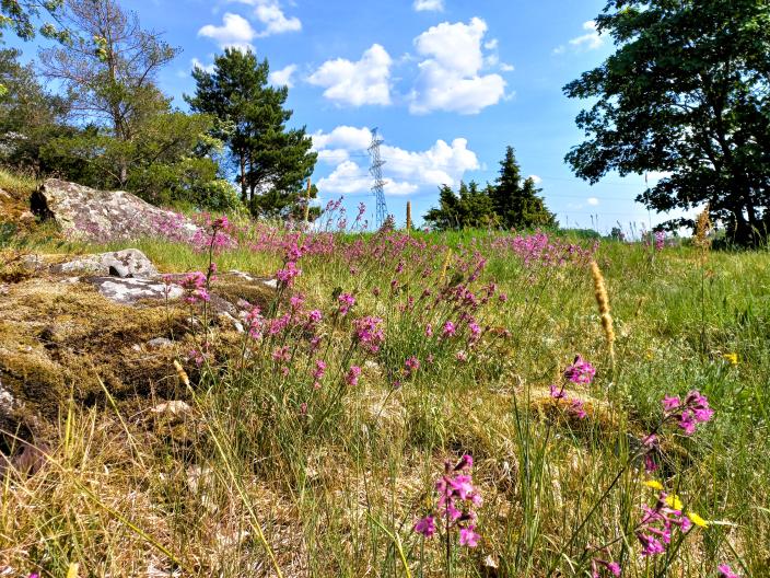 Kallioinen maisema, jossa kasvaa kukkia ja havupuita. (Kuva: Tarja Marsh)