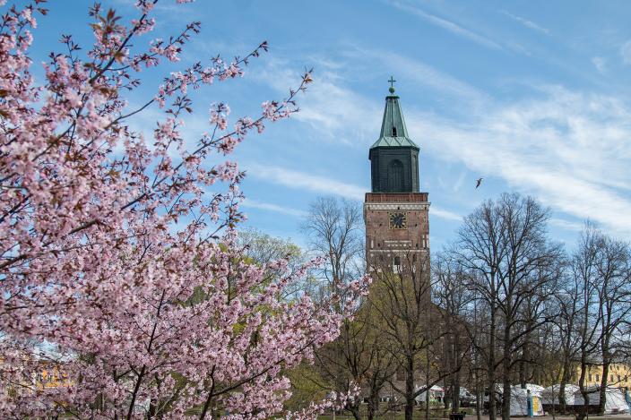 Maisemakuva Turun tuomiokirkosta. Etualalla näkyy kukkiva kirsikkapuu. (Kuva: Visit Turku)