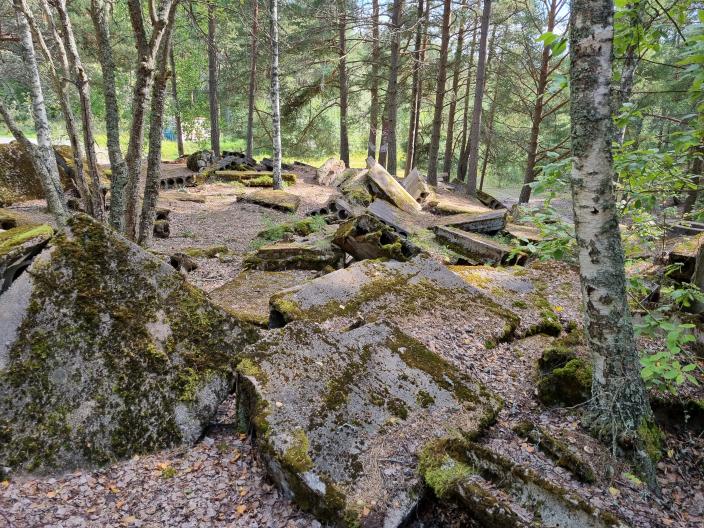 Urban Biodiversity Parks -hankkeeseen liittyvä luontokuva Skanssin metsästä. (Kuva: Klemen Strmsnik)