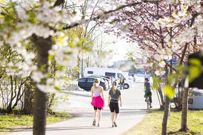Kaksi naista kävelee lähellä jokirantaa, taustalla näkyy kukkivia kirsikkapuita. (Kuva: Suvi Elo)