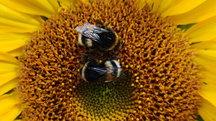 kaksi mehiläistä kukassa (Kuva: Marko Reini)