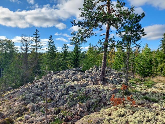Kiviröykkiö jonka vierellä kasvaa mänty, taustalla havumetsää. (Kuva: Sanna-Kaisa Saunaluoma)
