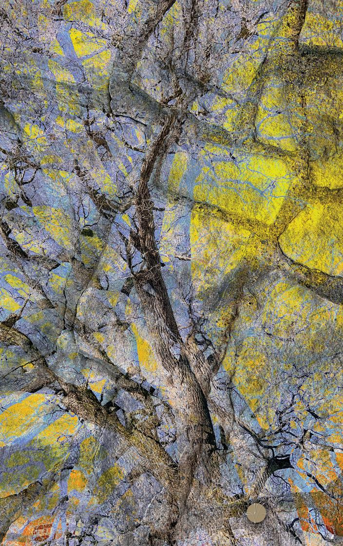 Valokuvakollaasi, jossa yhdistyvät kuvat ikivanhasta tammesta ja museon kivisestä tukimuurista. (Kuva: Vesa Loikas)