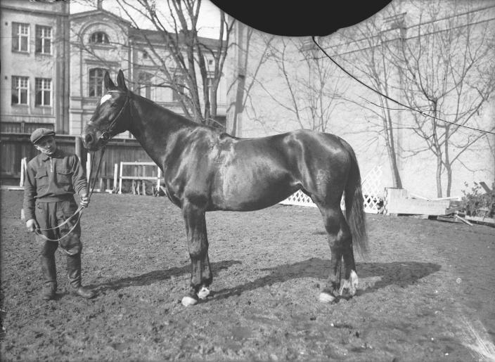 Hevonen seisoo hoitajansa kanssa kaupunkitalon aidatulla pihalla. (Kuva: Turun Sanomat / Turun kaupunginmuseo)