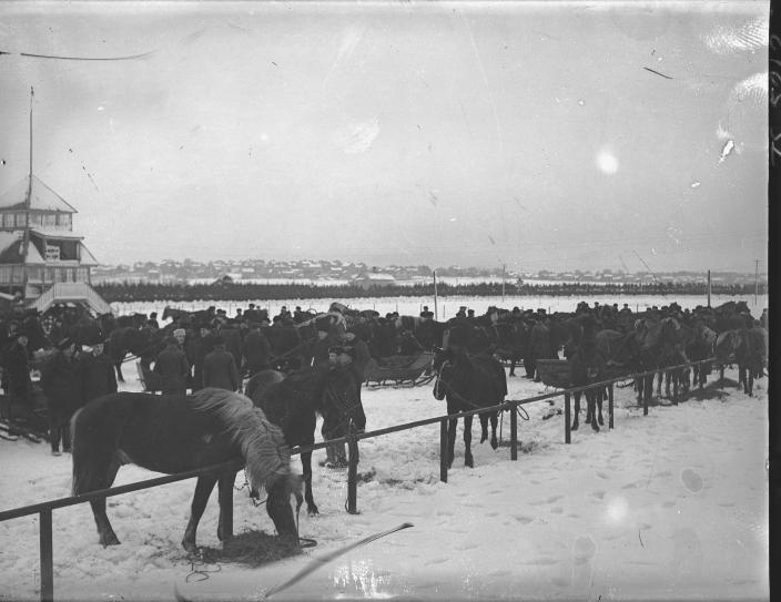 Hevosmarkkinoilla Hippodromella kaupattiin työhevosia tammikuussa 1938. (Kuva: Turun Sanomat / Turun kaupunginmuseo)