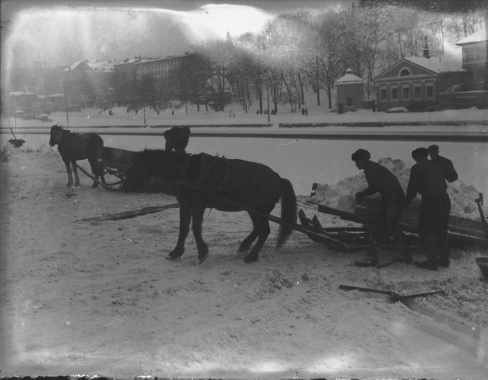 Hevosia lumitöissä Aurajoen varrella. (Kuva: Turun Sanomat / Turun kaupunginmuseo)